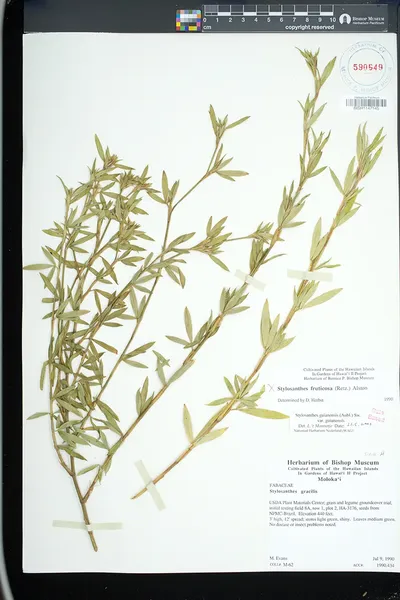 Stylosanthes guianensis