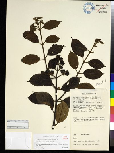 Levieria beccariana
