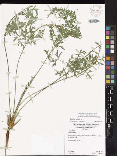 Daucus carota
