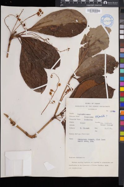Baccaurea tetrandra