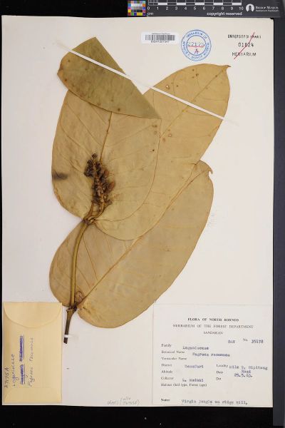 Utania racemosa