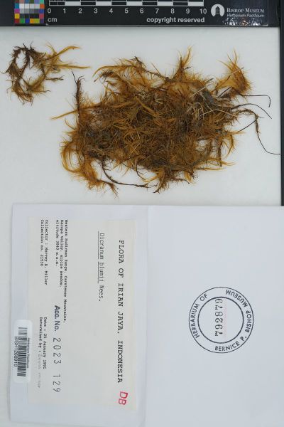 Dicranoloma blumei
