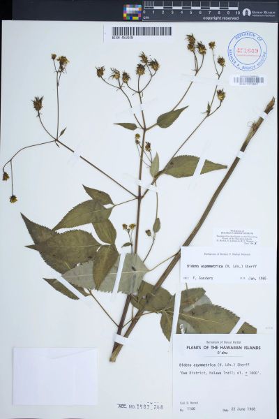 Bidens asymmetrica