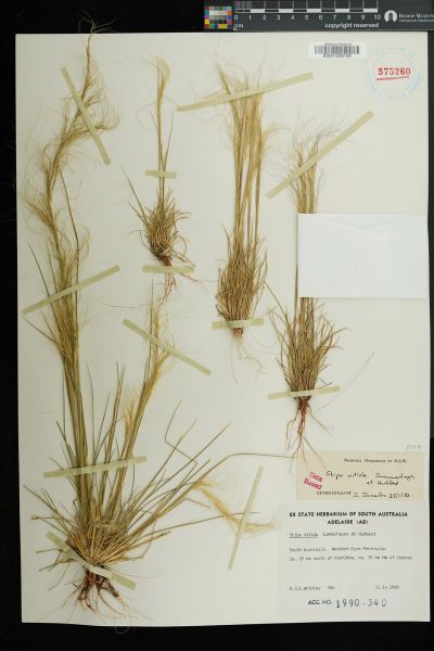 Austrostipa nitida