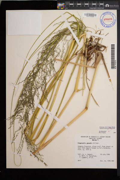Eragrostis grandis