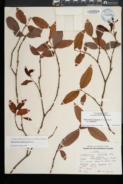 Wikstroemia sandwicensis