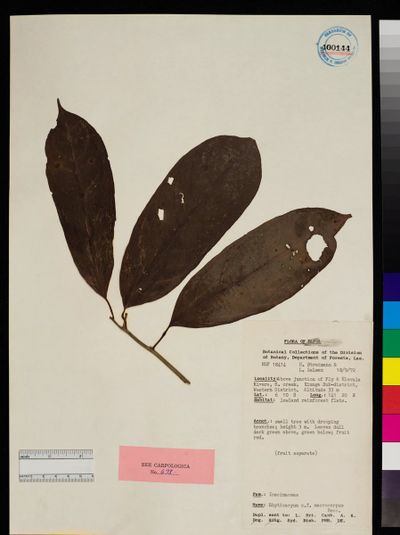 Ryticaryum macrocarpum