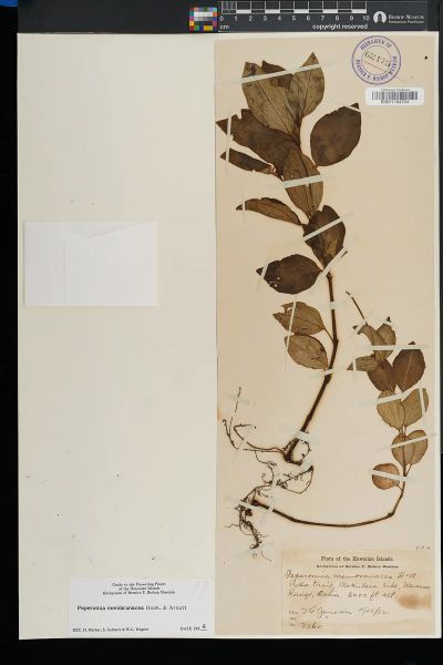 Peperomia membranacea