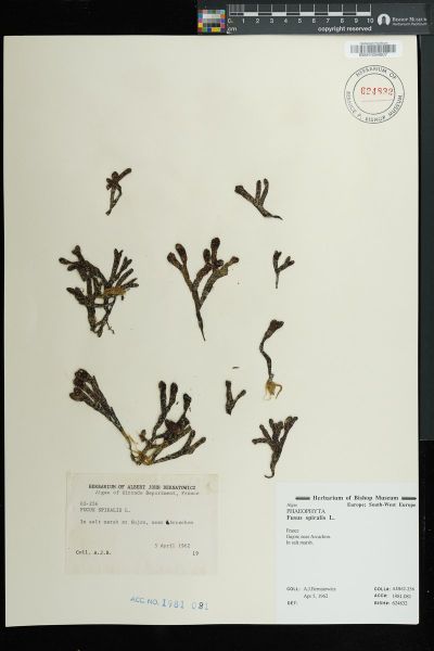 Fucus spiralis