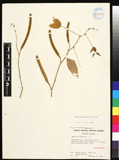 Senna occidentalis