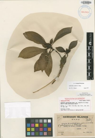 Geniostoma hymenopodum