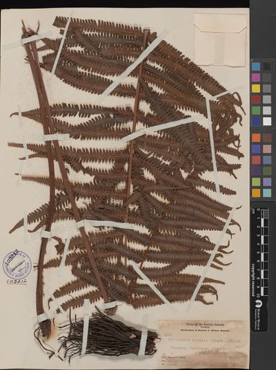 Reholttumia costata