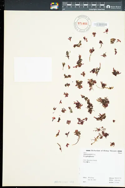 Cryptopleura