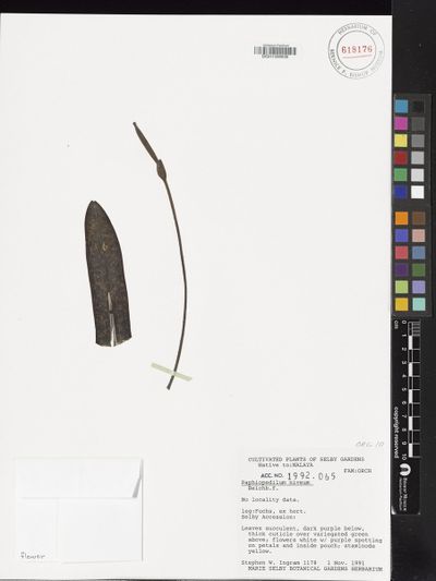 Paphiopedilum niveum