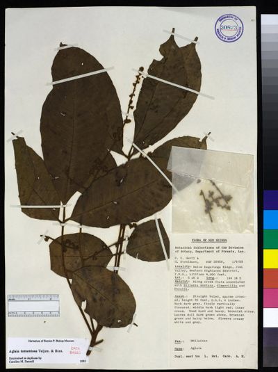 Aglaia tomentosa