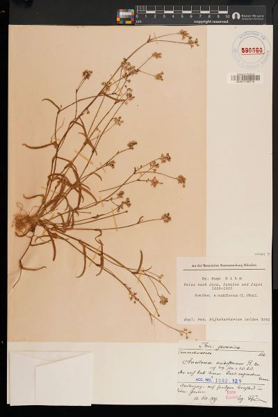 Murdannia nudiflora