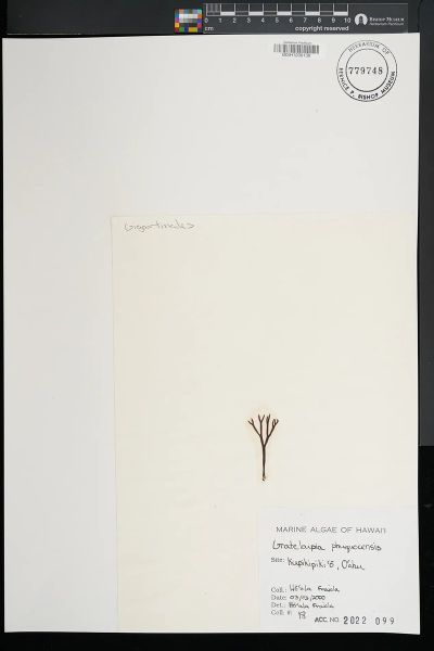 Grateloupia phuquocensis