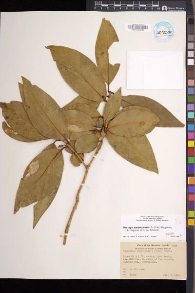 Notelaea