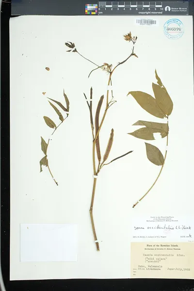 Senna occidentalis