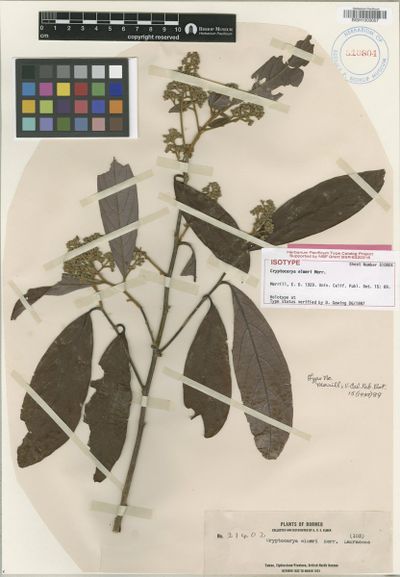 Cryptocarya teysmanniana