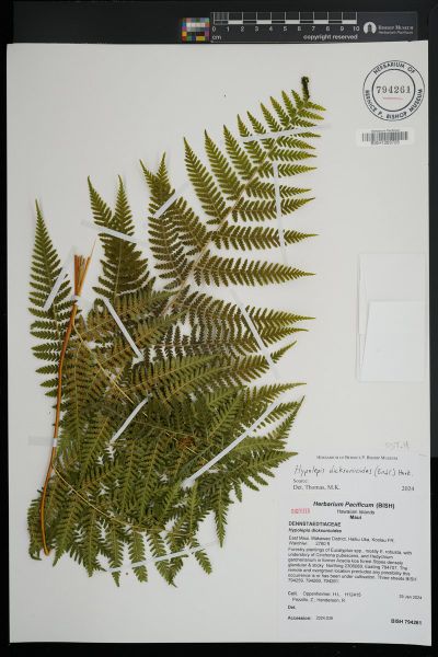 Hypolepis dicksonioides