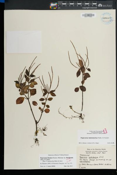 Peperomia leptostachya