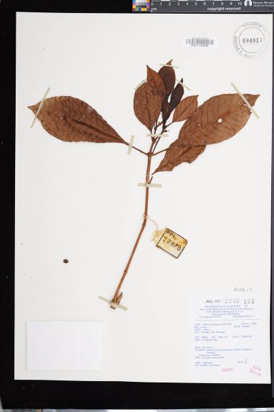 Rubiaceae