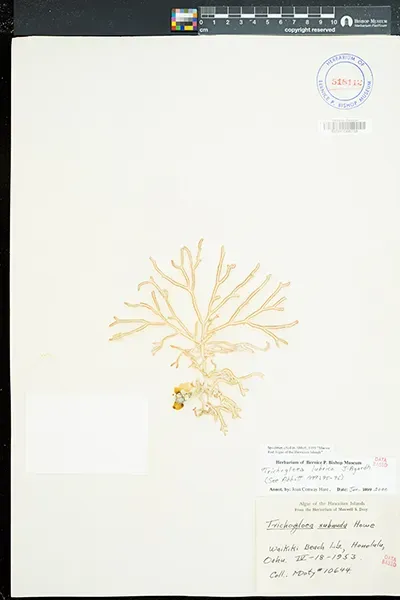 Trichogloea lubrica