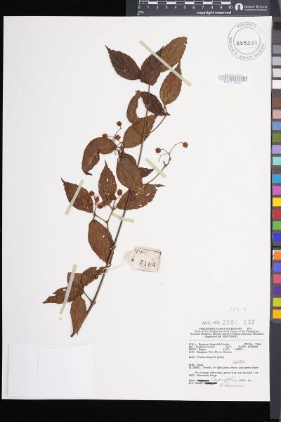Viburnum