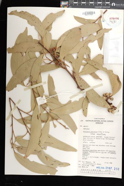 Eucalyptus pauciflora