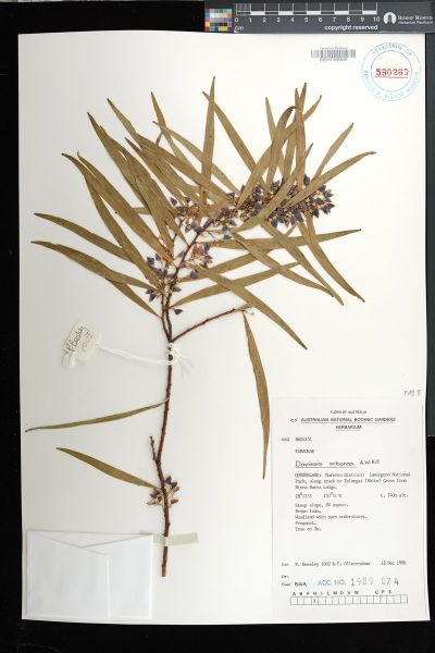 Daviesia arborea