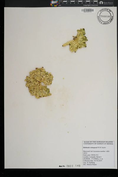 Halimeda velasquezii