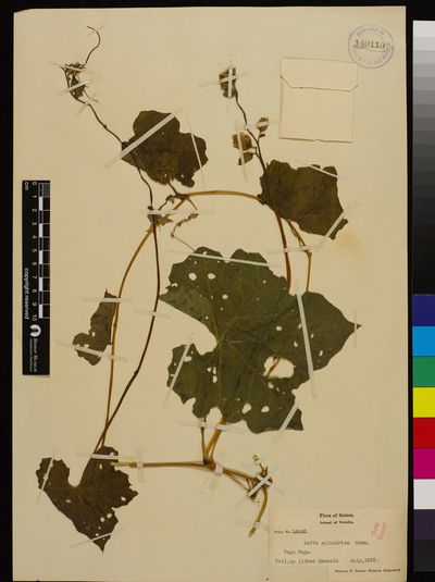 Luffa aegyptiaca