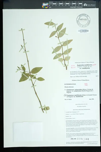 Euphorbia multiformis