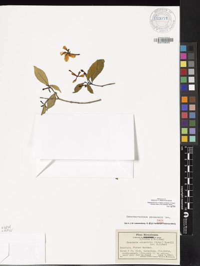 Tabernaemontana pandacaqui