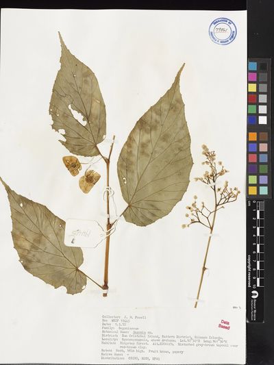 Begonia strigosa