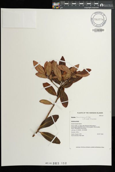 Myrsine kauaiensis