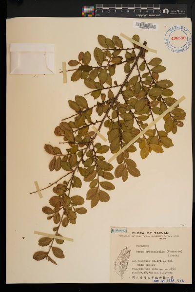 Eurya crenatifolia