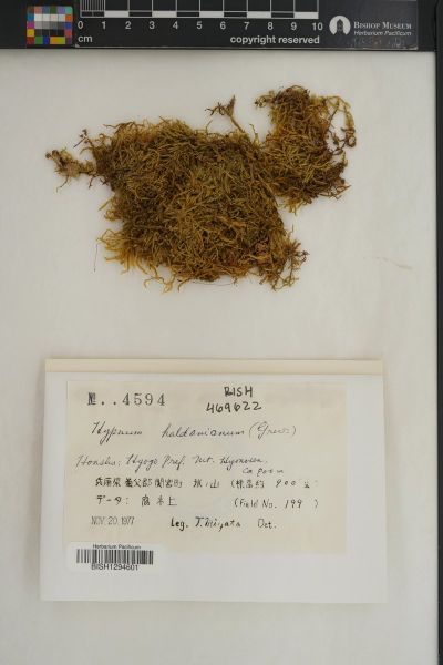 Callicladium haldaneanum