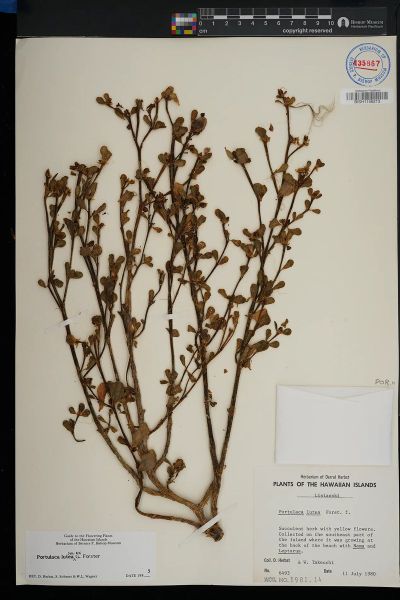 Portulaca lutea