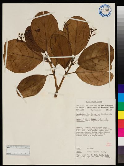 Vavaea amicorum