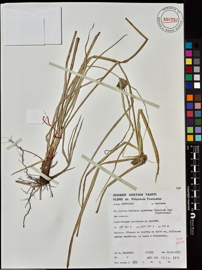 Cyperus cyperinus