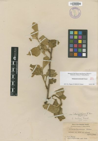 Solanum nelsonii