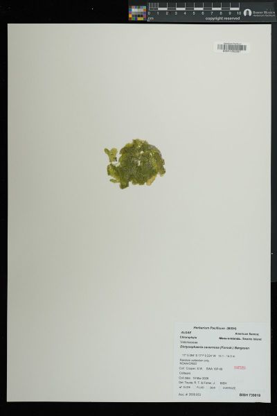 Dictyosphaeria cavernosa