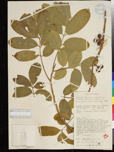Didymocheton pettigrewianus