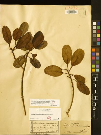 Sideroxylon polynesicum