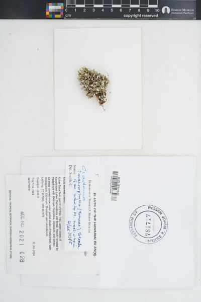 Cladonia
