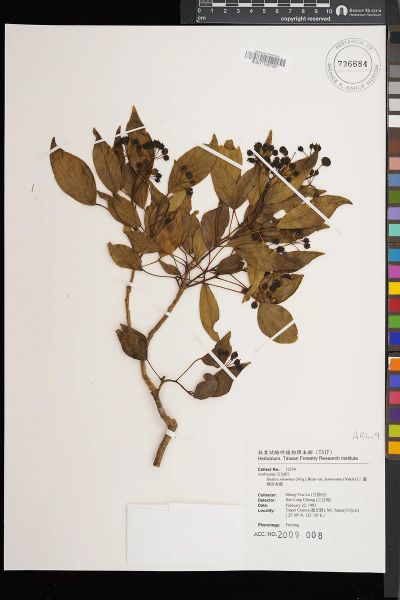Hedera rhombea
