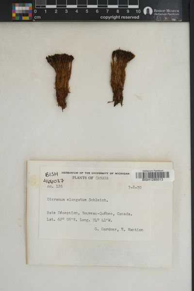 Dicranum elongatum