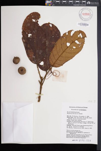 Ryparosa hirsuta